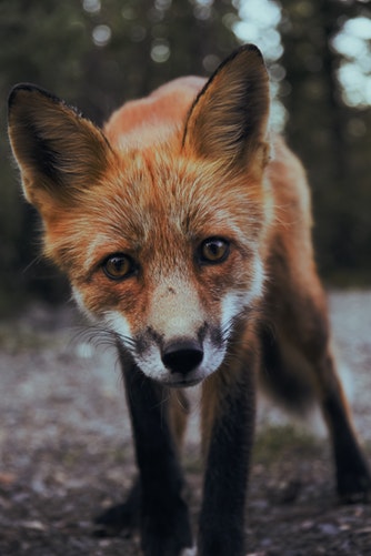 fox pic